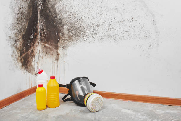 Best Industrial Mold Remediation in Clendenin, WV