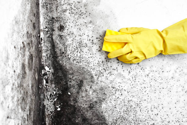 Best HVAC Mold Remediation in Clendenin, WV
