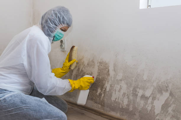 Best White Mold Remediation in Clendenin, WV