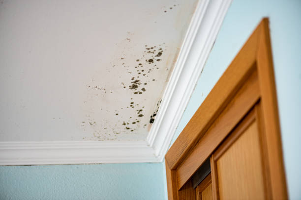 Best Preventive Mold Services in Clendenin, WV