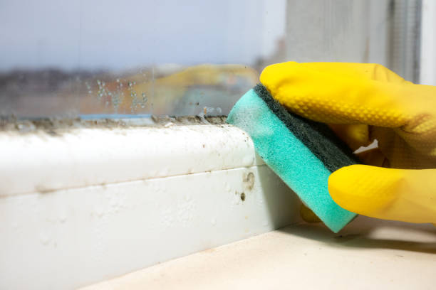 Best Kitchen Mold Remediation in Clendenin, WV