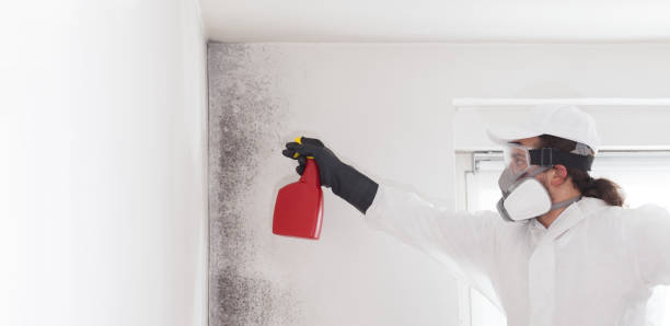 Best White Mold Remediation in Clendenin, WV