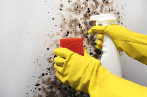 Best Residential Mold Remediation in Clendenin, WV
