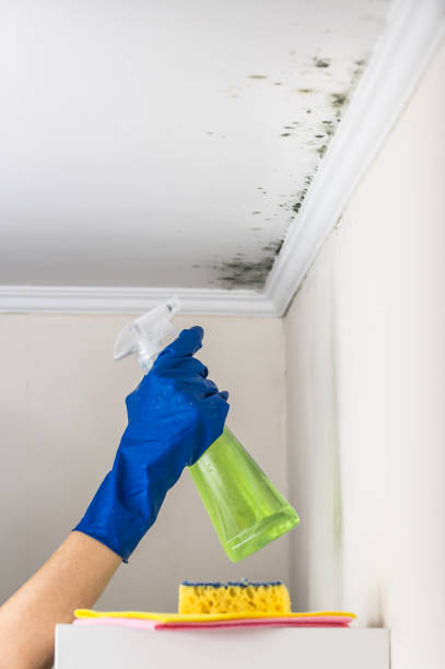 Best DIY Mold Remediation Support Services in Clendenin, WV